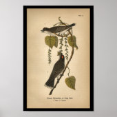 1890 Bird Print Tyrant Flycatcher (Voorkant)