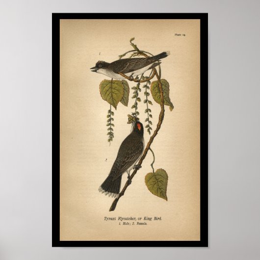 1890 Bird Print Tyrant Flycatcher (Voorkant)