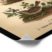 1890 Bird Print Vesper Sparrow (Hoek)