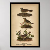 1890 Bird Print Vesper Sparrow (Voorkant)