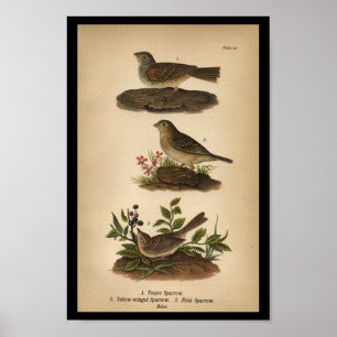 1890 Bird Print Vesper Sparrow