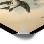 1890 Bird Print White-bellied Swallow (Hoek)