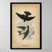 1890 Bird Print White-bellied Swallow (Voorkant)