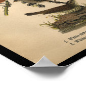 1890 Bird Print White Throated Sparrow (Hoek)