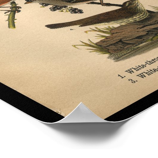 1890 Bird Print White Throated Sparrow (Hoek)