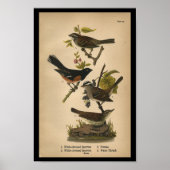 1890 Bird Print White Throated Sparrow (Voorkant)