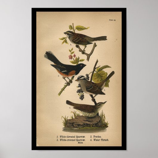 1890 Bird Print White Throated Sparrow (Voorkant)