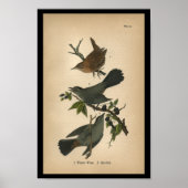1890 Bird Print Winter Wren (Voorkant)