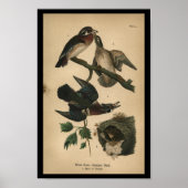 1890 Bird Print Wood Duck (Voorkant)