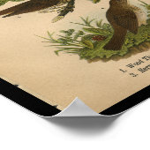 1890 Bird Print Wood Thrush (Hoek)