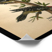 1890 Bird Print Yellow-bellied Sapsucker (Hoek)