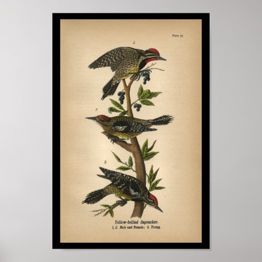 1890 Bird Print Yellow-bellied Sapsucker (Voorkant)