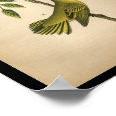 1890 Bird Print Yellow Warbler (Hoek)