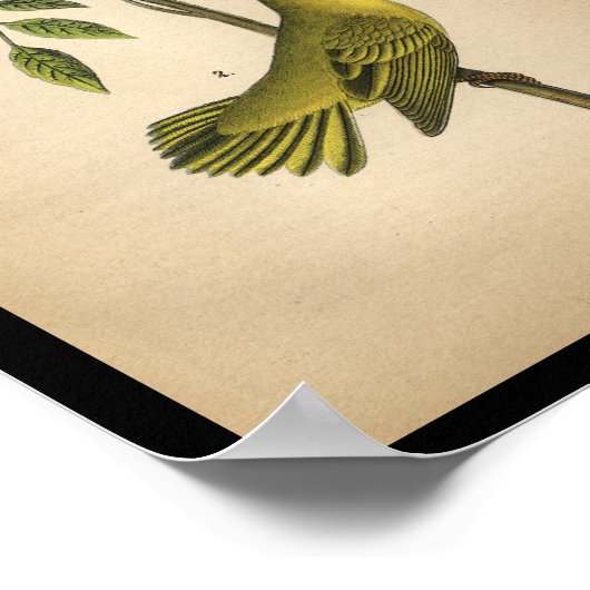 1890 Bird Print Yellow Warbler (Hoek)