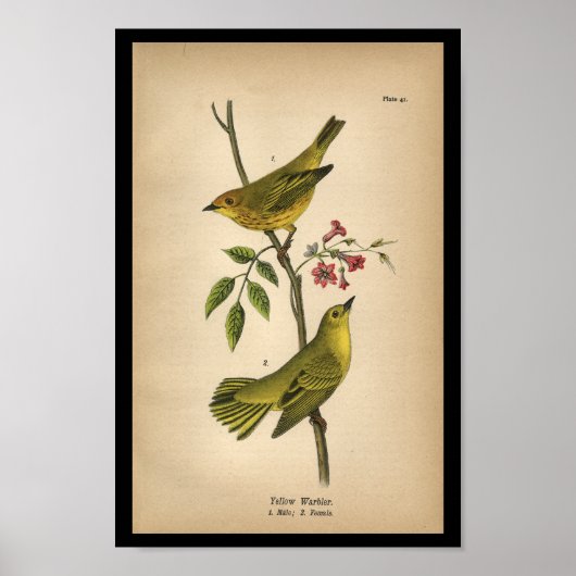 1890 Bird Print Yellow Warbler (Voorkant)