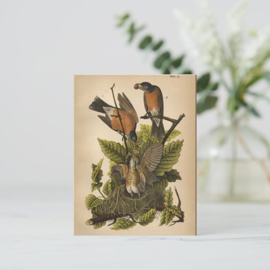 1890 Bird Robin Briefkaart (Staand voorkant)