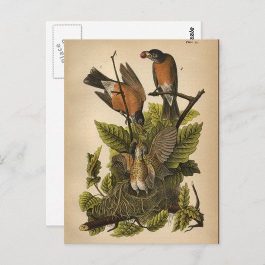 1890 Bird Robin Briefkaart (Voorkant / Achterkant)