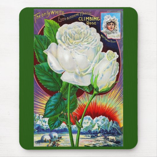 1890 rozen catalogus illustratie Witte Roos Muismat (Voorkant)
