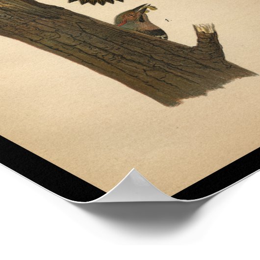 1890 Ventilator voor vogelafdrukken Poster (Hoek)