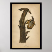 1890 Ventilator voor vogelafdrukken Poster (Voorkant)