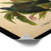 1890 Vogel Druk Paars Grackle af Poster (Hoek)