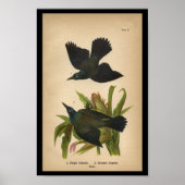 1890 Vogel Druk Paars Grackle af Poster (Voorkant)