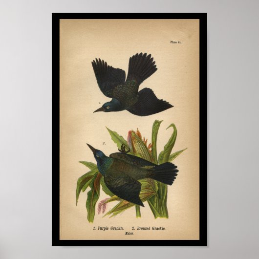 1890 Vogel Druk Paars Grackle af Poster (Voorkant)