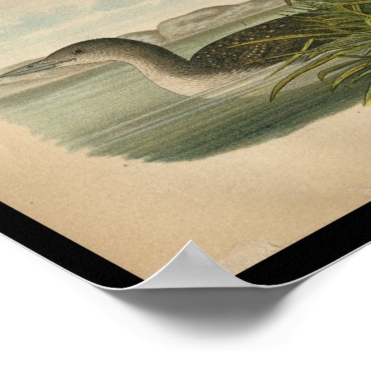 1890 vogelafdrukken leoon poster (Hoek)