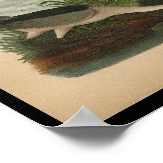 1890 Vogelafdrukken Night Heron Poster (Hoek)