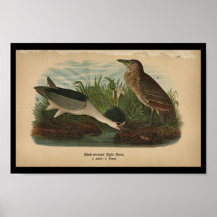 1890 Vogelafdrukken Night Heron Poster