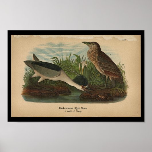1890 Vogelafdrukken Night Heron Poster (Voorkant)