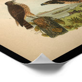 1890 Vogelafdrukken Peregrine valk Poster (Hoek)