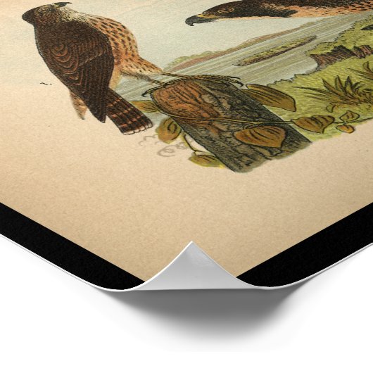 1890 Vogelafdrukken Peregrine valk Poster (Hoek)
