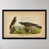 1890 Vogelafdrukken Peregrine valk Poster (Voorkant)