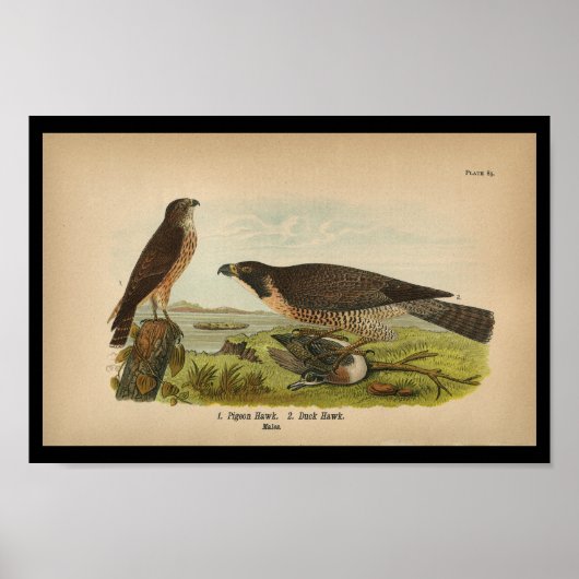 1890 Vogelafdrukken Peregrine valk Poster (Voorkant)