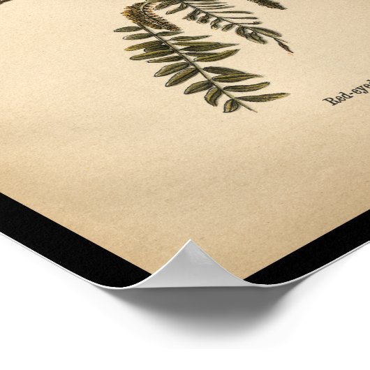 1890 Vogelafdrukken Rood-ogen Vireo Poster (Hoek)