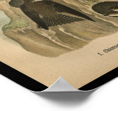 1890 vogelafdrukken — schoorsteenwift poster (Hoek)