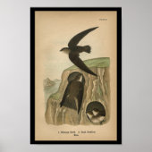 1890 vogelafdrukken — schoorsteenwift poster (Voorkant)