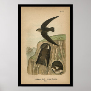 1890 vogelafdrukken — schoorsteenwift poster