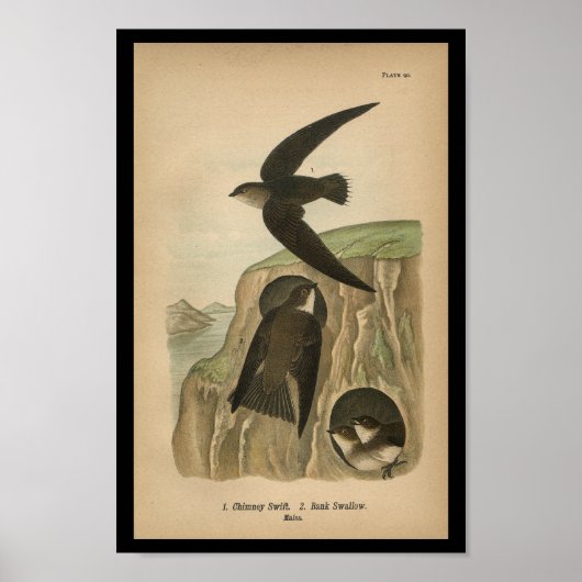 1890 vogelafdrukken — schoorsteenwift poster (Voorkant)