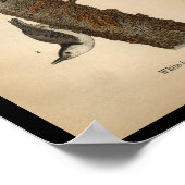 1890 Vogelafdrukken Witte adem Poster (Hoek)