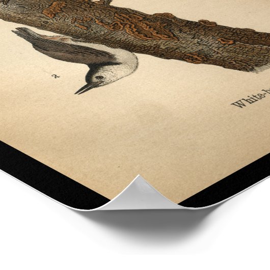 1890 Vogelafdrukken Witte adem Poster (Hoek)