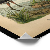 1890 Vogeldraden afdrukken - Geweldige blauwe hero Poster (Hoek)