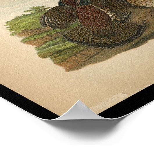 1890 Vogeldraden met ruffed Grouse Poster (Hoek)