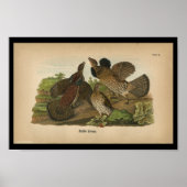 1890 Vogeldraden met ruffed Grouse Poster (Voorkant)