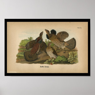 1890 Vogeldraden met ruffed Grouse Poster