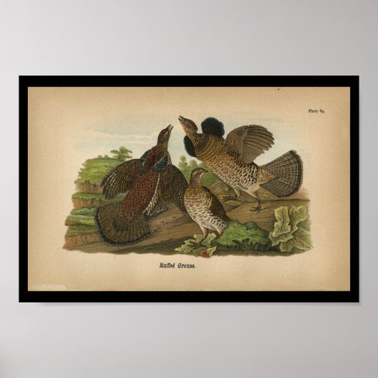 1890 Vogeldraden met ruffed Grouse Poster (Voorkant)