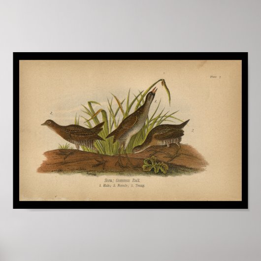 1890 Vogeldraden Sora Common Rail Poster (Voorkant)