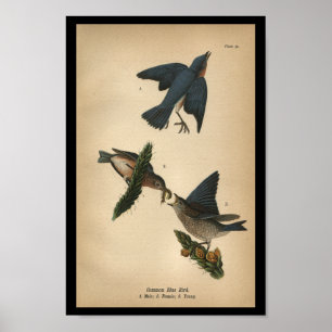 1890 Vogeldrager afdrukken Gemeenschappelijk blauw Poster