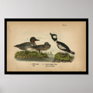 1890 Vogeldrager — groen Blauwgroen afdrukken Poster